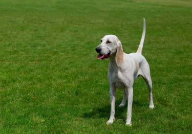 Photo : chien de race Billy sur Woopets