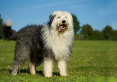 Photo : chien de race Bobtail sur Woopets