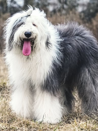 Gros Chien Noir Et Blanc Poil Long