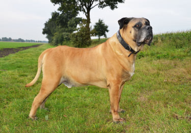 Photo : chien de race Boerbull sur Woopets