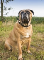 Photo : chien de race Boerbull sur Woopets