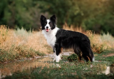 Photo : chien de race Border Collie sur Woopets