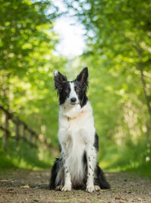 Photo : chien de race Border Collie sur Woopets