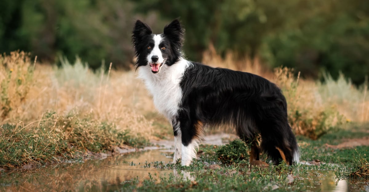 https://www.woopets.fr/assets/races/000/066/og-image/border-collie_2.jpg