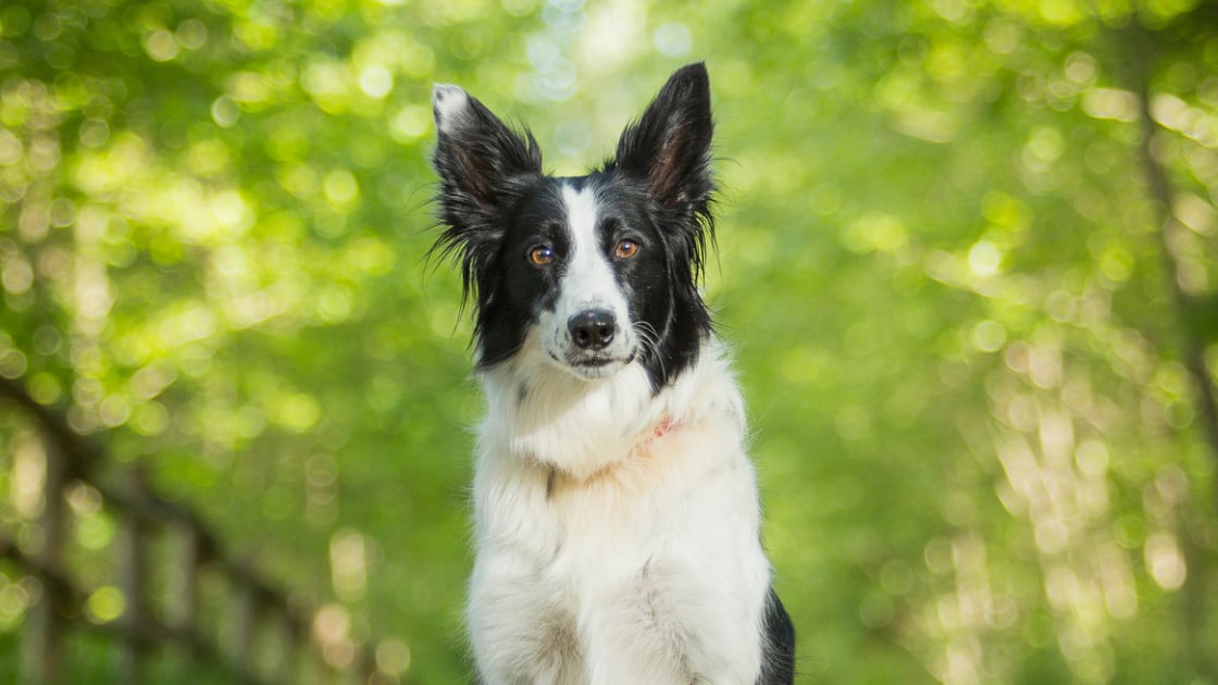 Border Collie à bord voiture fenêtre chien signe Berger écossais