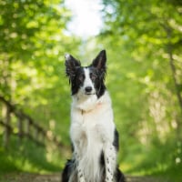 Photo de Border Collie
