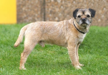 Photo : chien de race Border Terrier sur Woopets