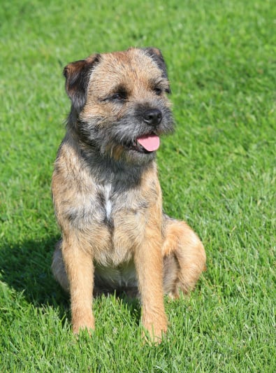 Photo : chien de race Border Terrier sur Woopets