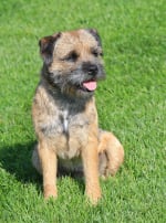 Photo : chien de race Border Terrier sur Woopets