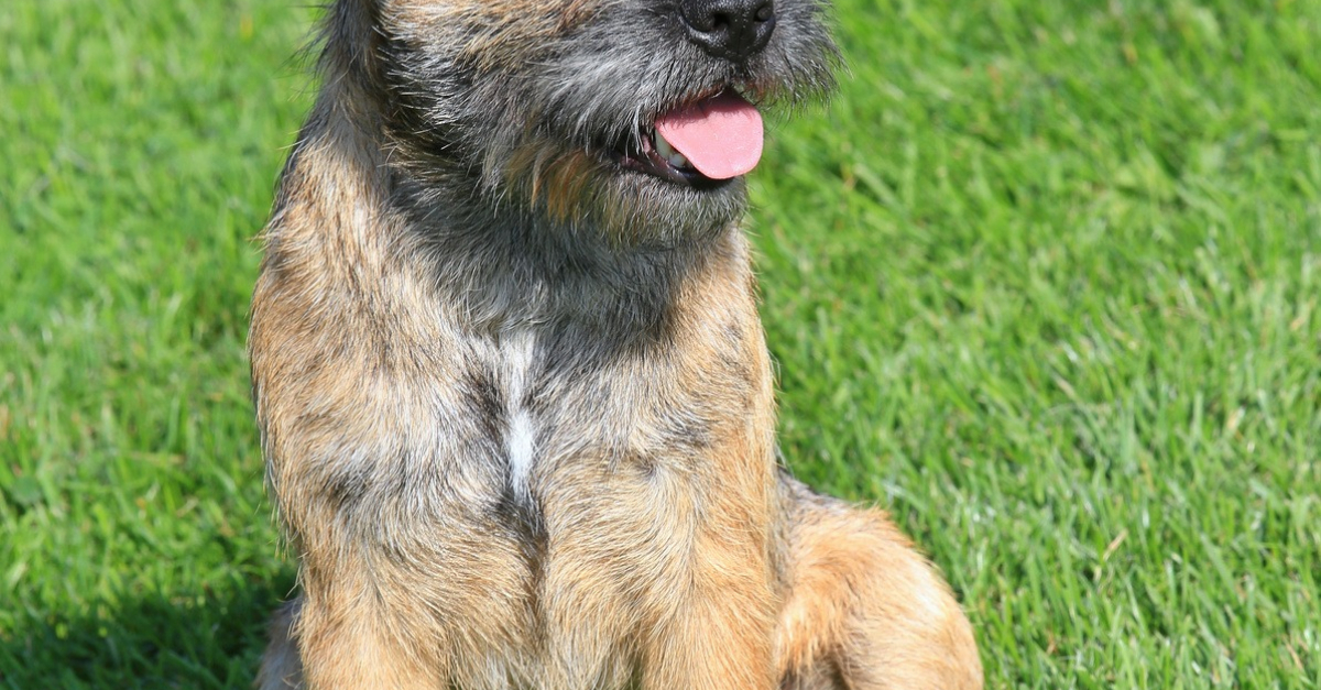 Border Terrier Caractère Santé Alimentation Prix Et