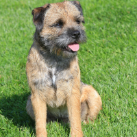 Photo de Border Terrier