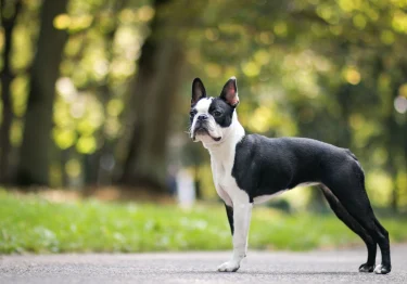 Photo : chien de race Boston Terrier sur Woopets