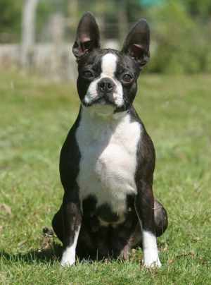 Photo : chien de race Boston Terrier sur Woopets