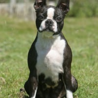 Photo de Boston Terrier