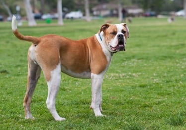 Photo : chien de race Bouledogue Américain sur Woopets