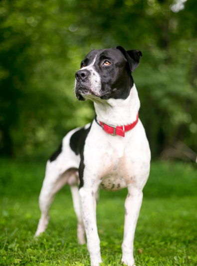 Bouledogue Américain Caractère Santé Alimentation Prix