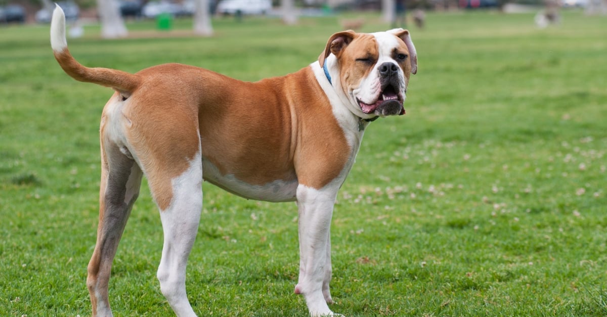 Bouledogue Americain Caractere Sante Alimentation Prix Et Entretien