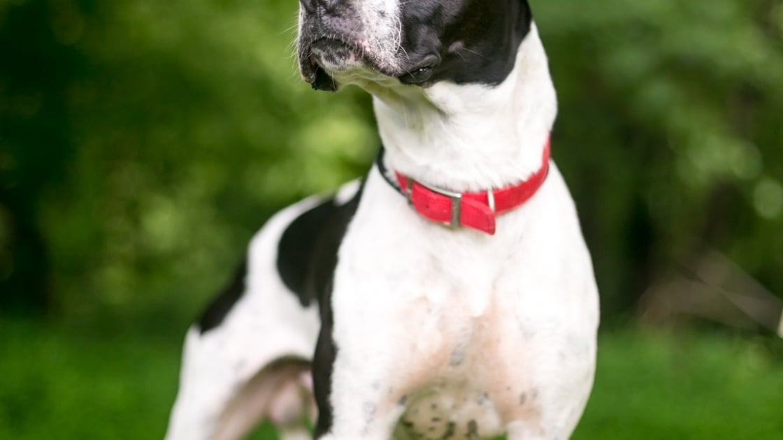 Bouledogue Americain Caractere Sante Alimentation Prix Et Entretien