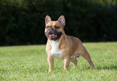 Photo : chien de race Bouledogue Français sur Woopets