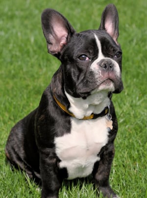 Photo : chien de race Bouledogue Français sur Woopets