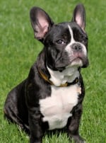 Photo : chien de race Bouledogue Français sur Woopets