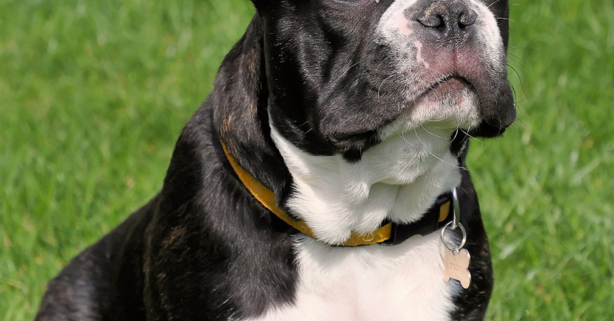Bouledogue Francais Caractere Sante Alimentation Prix Et Entretien Bouledogue Francais Caractere Sante Alimentation Prix Et Entretien