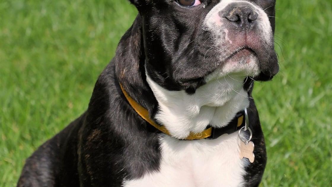 Race de Chien : le Bulldog anglais