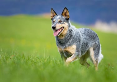 Photo : chien de race Bouvier Australien sur Woopets