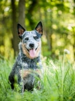 Photo : chien de race Bouvier Australien sur Woopets