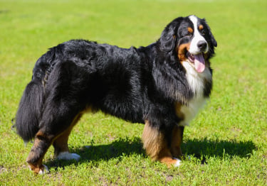 Photo : chien de race Bouvier Bernois sur Woopets