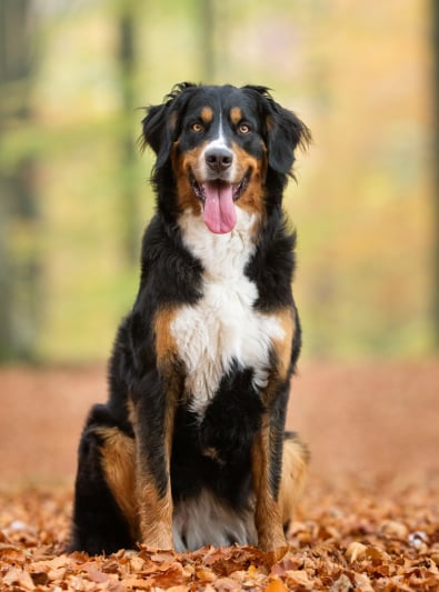 Photo : chien de race Bouvier Bernois sur Woopets