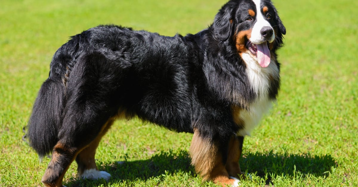 Le Bouvier Bernois, tout sur cette race de chien - Animal Futé