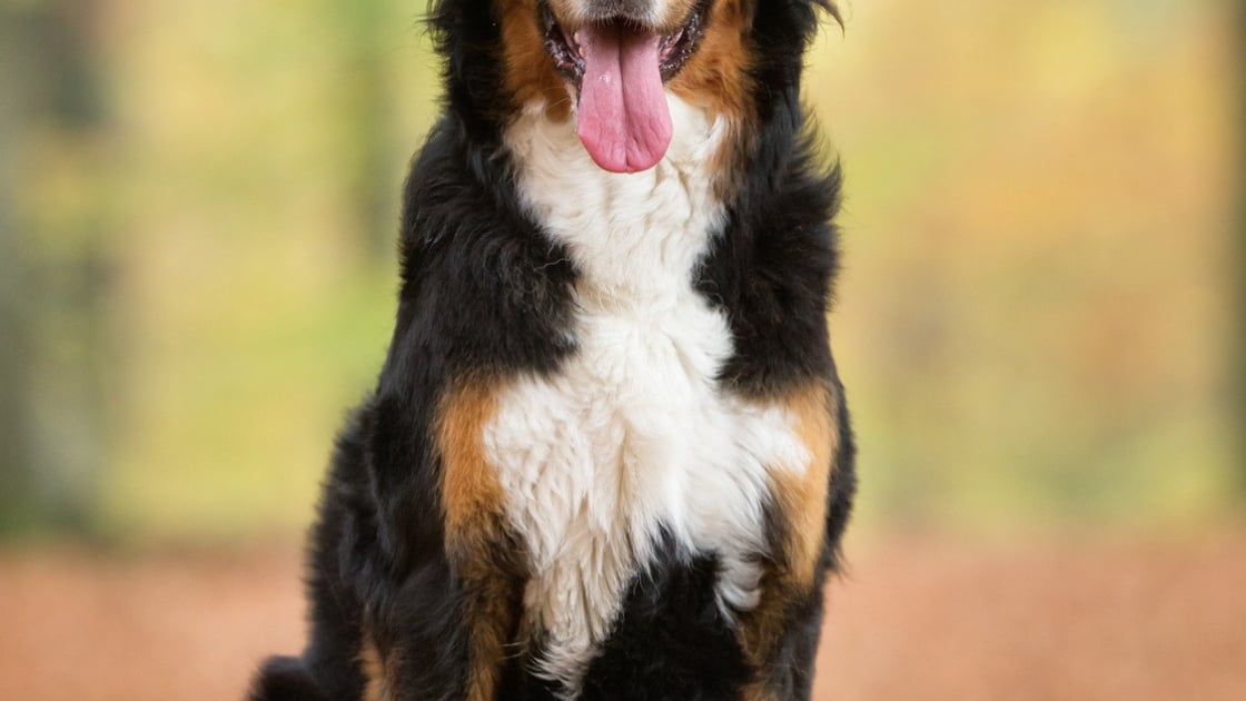Une chienne qui aime quand c'est brutal Une chienne qui aime quand c'est brutal