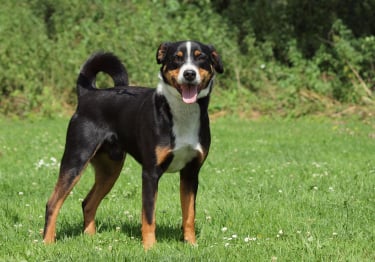 Photo : chien de race Bouvier d'Appenzell sur Woopets