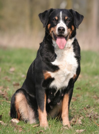 Photo : chien de race Bouvier d'Appenzell sur Woopets