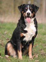 Photo : chien de race Bouvier d'Appenzell sur Woopets