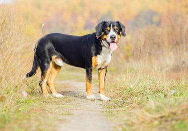 Photo : chien de race Bouvier de l'Entlebuch sur Woopets