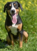 Photo : chien de race Bouvier de l'Entlebuch sur Woopets