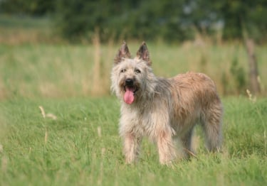 Photo : chien de race Bouvier des Ardennes sur Woopets