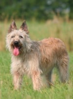 Photo : chien de race Bouvier des Ardennes sur Woopets