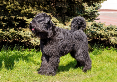 Photo : chien de race Bouvier des Flandres sur Woopets