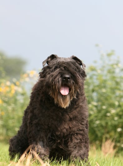 Photo : chien de race Bouvier des Flandres sur Woopets