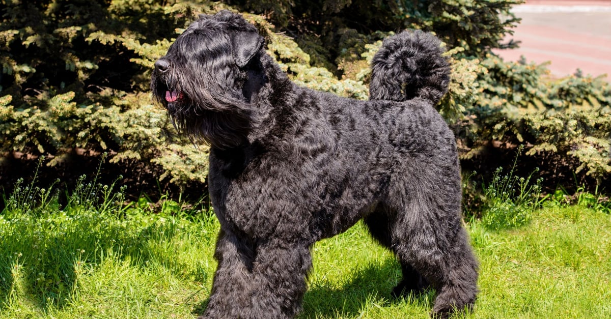 Bouvier Des Flandres Caractere Sante Alimentation Prix Et Entretien