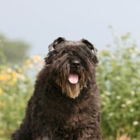 Photo de Bouvier des Flandres