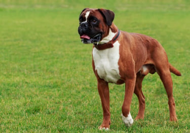 Photo : chien de race Boxer sur Woopets