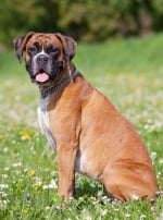 Photo : chien de race Boxer sur Woopets