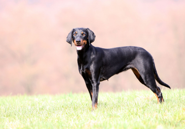 Photo : chien de race Brachet autrichien noir et feu sur Woopets