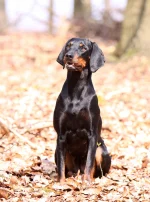 Photo : chien de race Brachet autrichien noir et feu sur Woopets