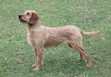 Photo : chien de race Brachet de Styrie à poil dur sur Woopets