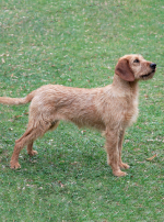 Photo : chien de race Brachet de Styrie à poil dur sur Woopets
